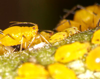 Oleander aphid - Aphis nerii