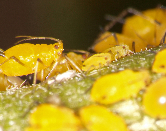 Oleander aphid - Aphis nerii