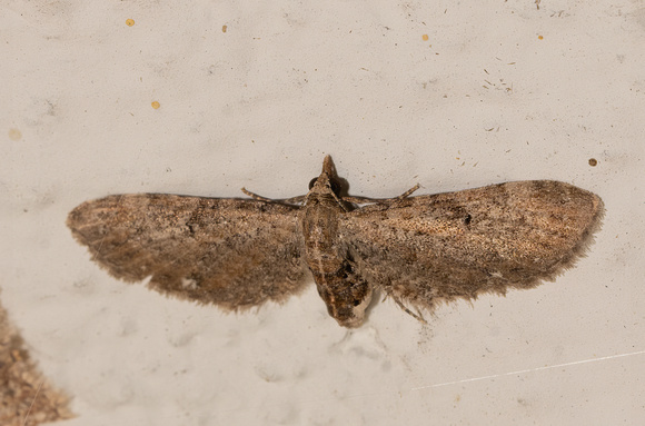Pug Moth - Eupithecia sp.
