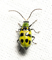 Western spotted cucumber beetle - Diabrotica undecimpunctata undecimpunctata