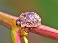 Australian tortoise beetle - Trachymela sloanei