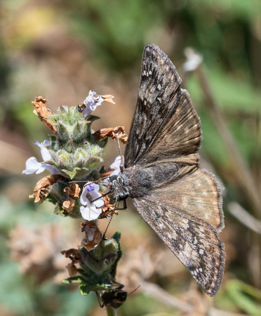 Propertius Duskywing - Erynnis propertius
