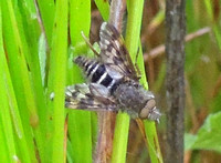 Stiletto fly -Thereva sp.