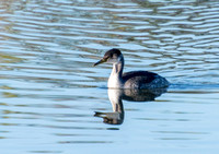 Red-necked Grebe - Podiceps grisegena