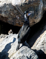 Brandt's Cormorant - Phalacrocorax penicillatus