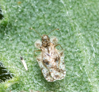 Morrill Lace Bug - Corythucha morrilli