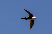 White-throated Swift - Aeronautes saxatalis