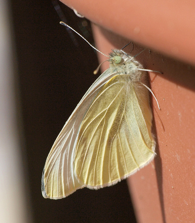 Cabbage white - Pieris rapae