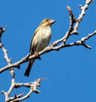 Purple Finch - Haemorhous purpureus