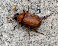 Masked Chafer  - Cyclocephala sp.