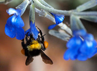 California bumble bee - Bombus californicus