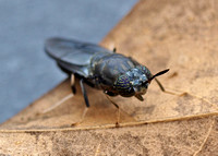 Black soldier fly - Hermita illucens