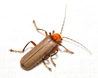 Brown Leatherwing Beetle - Pacificanthia consors