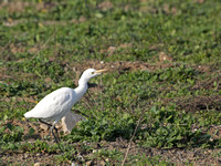 Cattle Egret - Bubulcus ibis