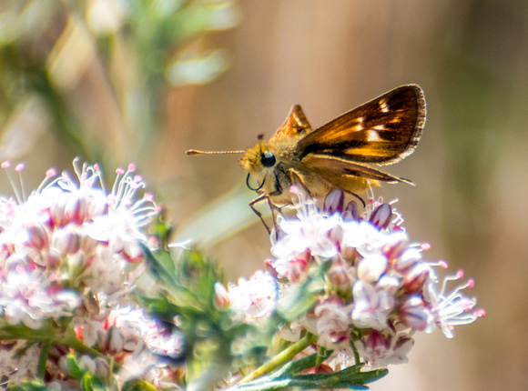 Rural skipper - Ochlodes agricola