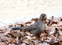 California Towhee - Melozone Crissalis