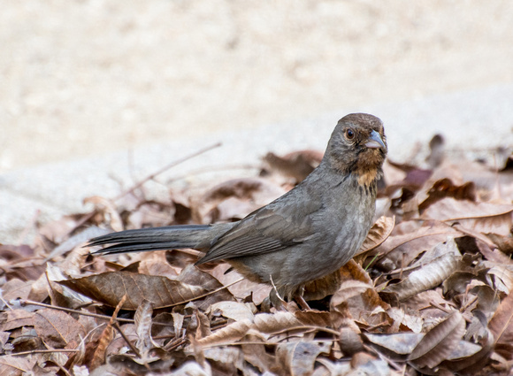 California Towhee - Melozone Crissalis