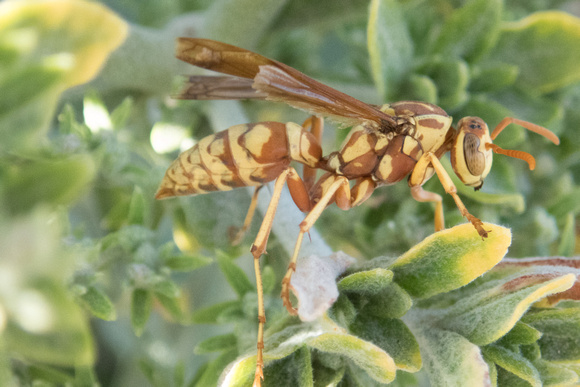 Paper wasp - Polistes apachus