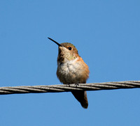Allen's Hummingbird - Selasphorus sasin