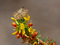 Marine blue -Leptotes marina