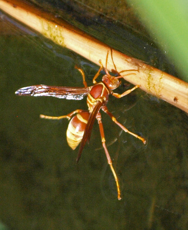 Paper wasp - Polistes apachus?