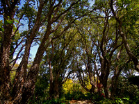 Cork oak -Quercus sube