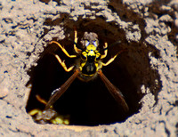 Western Yellowjacket - Vespula pensylvanica