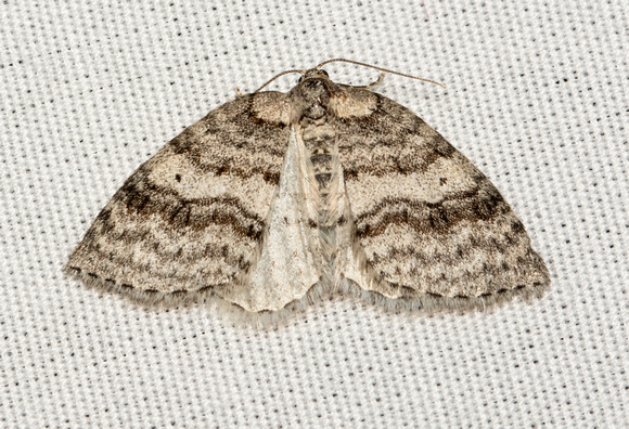 Geometer moth - unidentified sp.