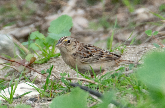 Grasshopper Sparrow - Ammodramus savannarum