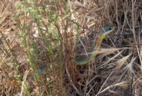 Western Yellow-bellied Racer - Coluber constrictor ssp. mormon