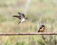 Barn Swallow - Hirundo rustica,  Northern Rough-winged Swallow - Stelgidopteryx serripennis