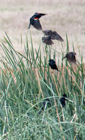 Tricolored Blackbird - Agelaius tricolor