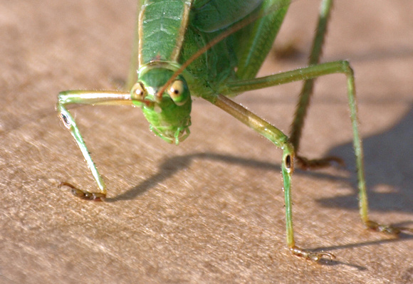 Ambulatory: Walking legs - Fork-tailed bush katydid - Scudderia furcata