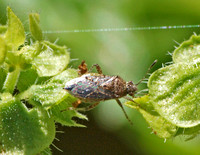 Scentless plant bug - Arhyssus sp.?