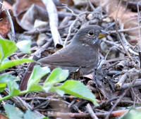 Fox Sparrow - Passerella iliaca