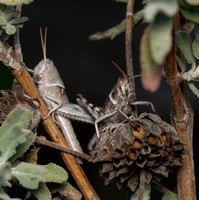 Graceful slant-face grasshopper - Chloealtis gracilis