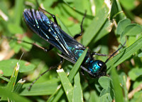 Steel-blue cricket hunter -Chlorion aerarium