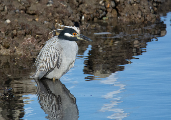 Yellow-crowned Night Heron - Nyctanassa violacea