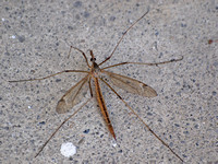 Crane fly - Tipula (triplicitipula) praecisa