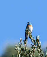 Lazuli Bunting - Passerina amoena