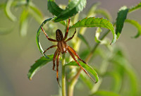 Western spotted orb weaver - Neoscona oaxacensis