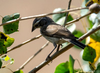 Black-throated Sparrow - Amphispiza bilineata