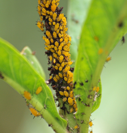 Oleander aphid - Aphis nerii
