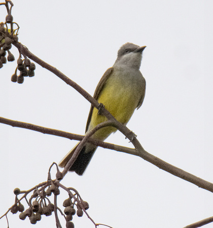 Western Kingbird - Tyrannus verticalis