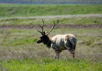 Tule Elk - Cervus canadensis ssp. nannodes