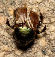 Bronze Dung Beetle - Onitis alexis