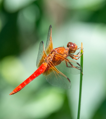 Neon skimmer -  Libellula croceipennis