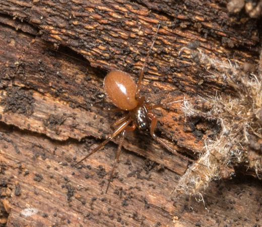 Spider - unidentified sp. (Linyphiidae)