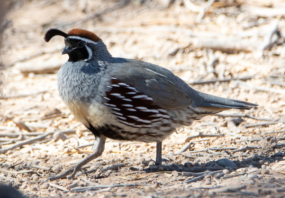 Gambel's Quail - Callipepla gambelii