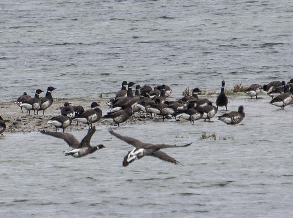 Brant - Branta bernicla